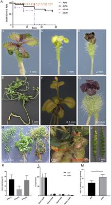 A Sequential Three-Phase Pathway Constitutes Tracheary Element Connection in the Arabidopsis/Nicotiana Interfamilial Grafts